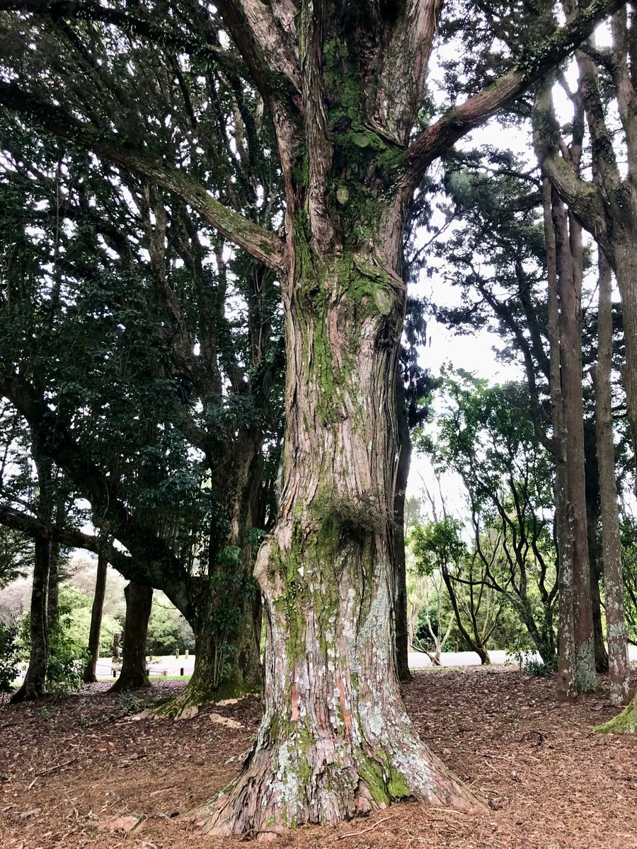 TexanInOz's tweet photo. Podocarpus totara a #NZNative evergreen tree.  I find them beautiful and reminiscent of yews. 

#NZFlora #Tree #trees #gardening #NZGardening #Podocarpaceae https://t.co/RBNeqeJi2O