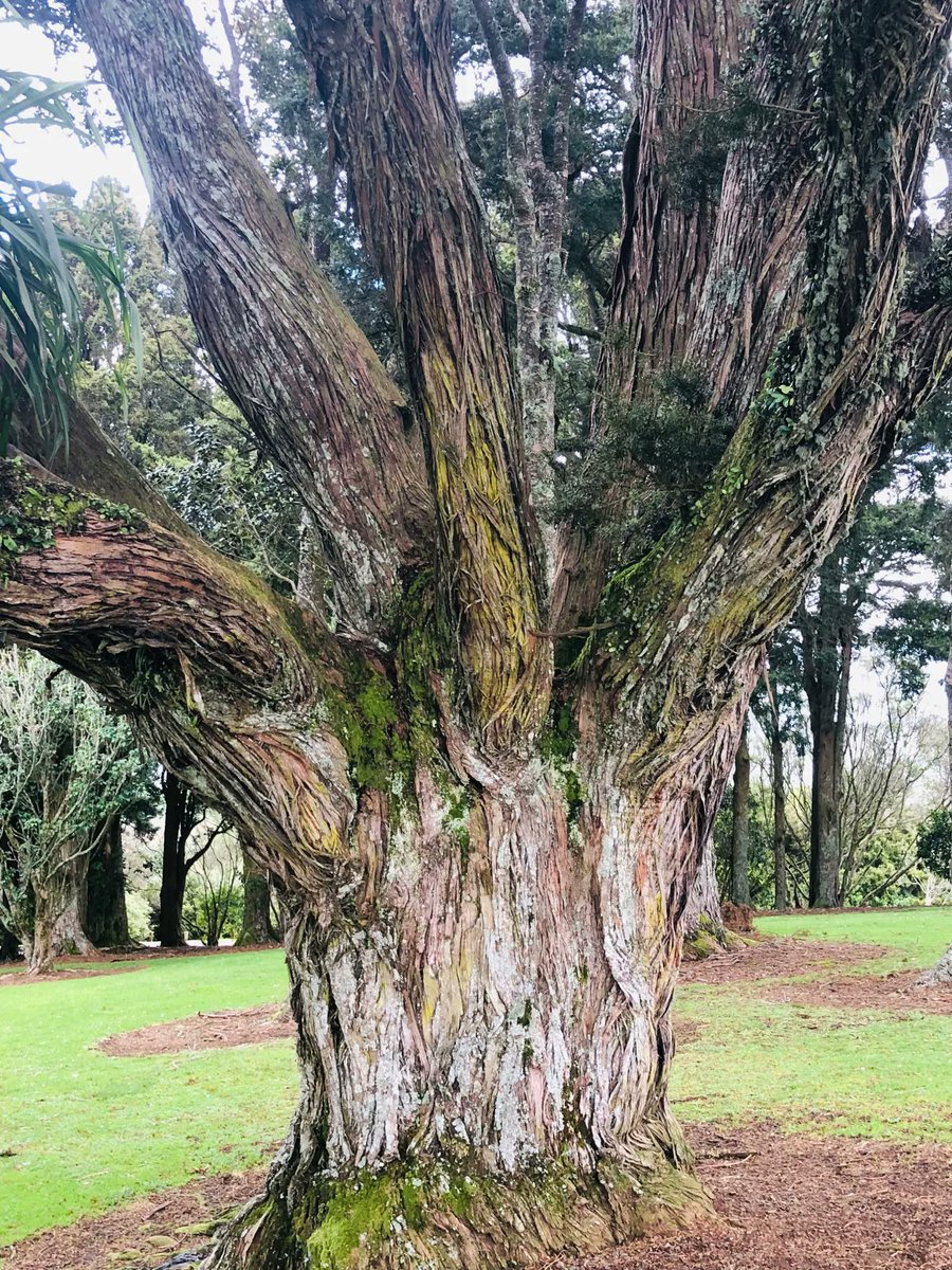 TexanInOz's tweet photo. Podocarpus totara a #NZNative evergreen tree.  I find them beautiful and reminiscent of yews. 

#NZFlora #Tree #trees #gardening #NZGardening #Podocarpaceae https://t.co/RBNeqeJi2O