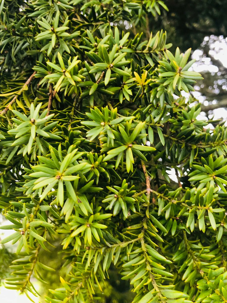 TexanInOz's tweet photo. Podocarpus totara a #NZNative evergreen tree.  I find them beautiful and reminiscent of yews. 

#NZFlora #Tree #trees #gardening #NZGardening #Podocarpaceae https://t.co/RBNeqeJi2O