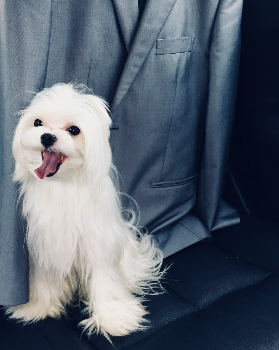YERKING_E's tweet photo. Les presento a Shiloh, más conocido como Don Bebe Osillos 🥰 #TuDia13 https://t.co/pVqqidzIik