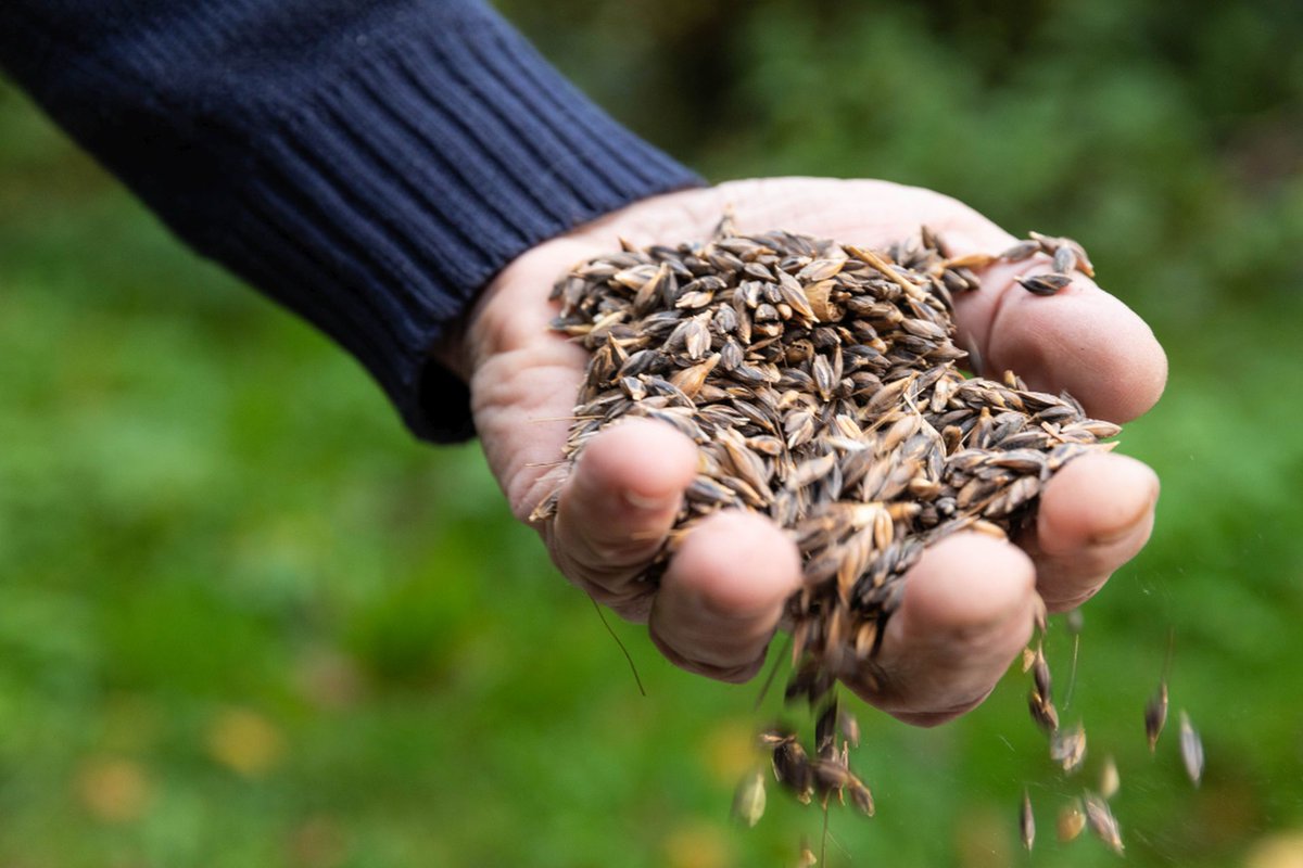Kom zondag 'Toekomst zaaien' op  Landgoed Doornik! 
-> parklingezegen.nl/kom-16-oktober… 

Op zondag 16 oktober is iedereen van harte welkom op de Doornik Natuurakkers in Park Lingezegen om samen wintergraan te zaaien, met de hand.