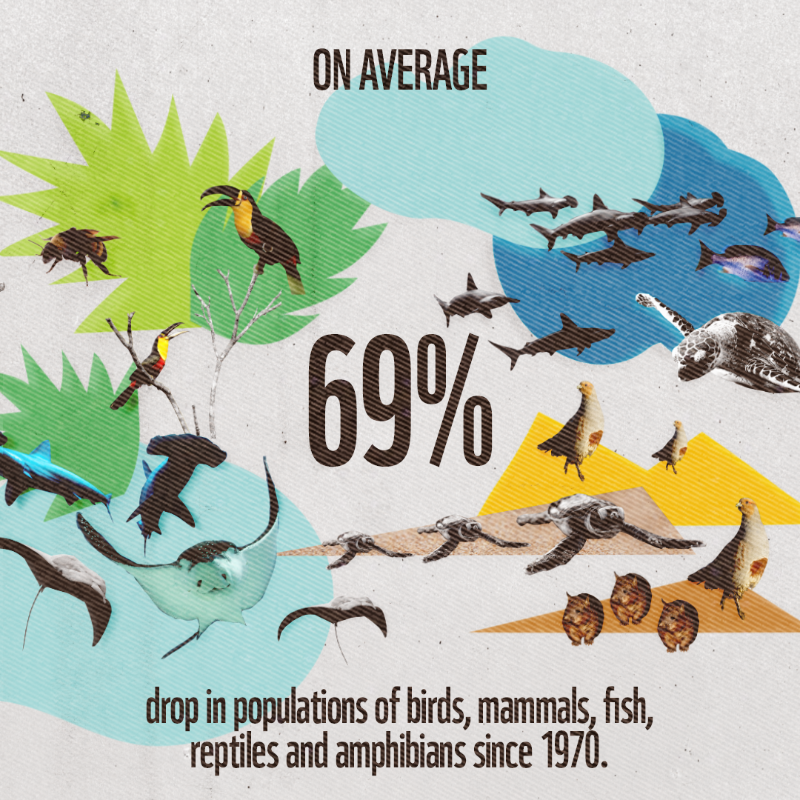 UNFCCC's tweet photo. ⚠️ Wildlife populations are plummeting ⚠️

🔻 In less than a lifetime, wildlife populations have dropped on average by 69%.

As a main driver of biodiversity loss, tackling #ClimateChange is crucial to reversing the destruction of biodiversity. #LivingPlanetReport