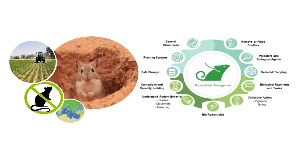 INRAMaroc's tweet photo. Découvrez le projet #MED4PEST sur l’utilisation de méthodes respectueuses de l'environnement dans la lutte contre les rats, domicilié à l'@INRAMaroc (CRRA-Rabat) et financé par la Fondation Prima-Med.
Pour plus d’information, veuillez visiter le siteweb : https://t.co/hnTaD7DXX6 https://t.co/AOvMKqW61Y