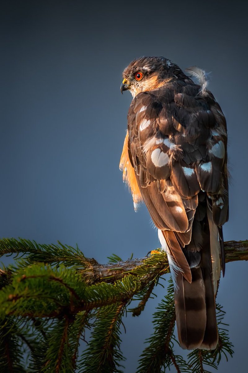 This Sparrowhawk decided to perch right outside my home office window. Grabbed the camera from the shelf for the first time in about a year and shot through the window.

#ThePhotoHour #StormHour #Raptor #bird #Gladenbach #Greifvogel #Sparrowhawk #Sperber