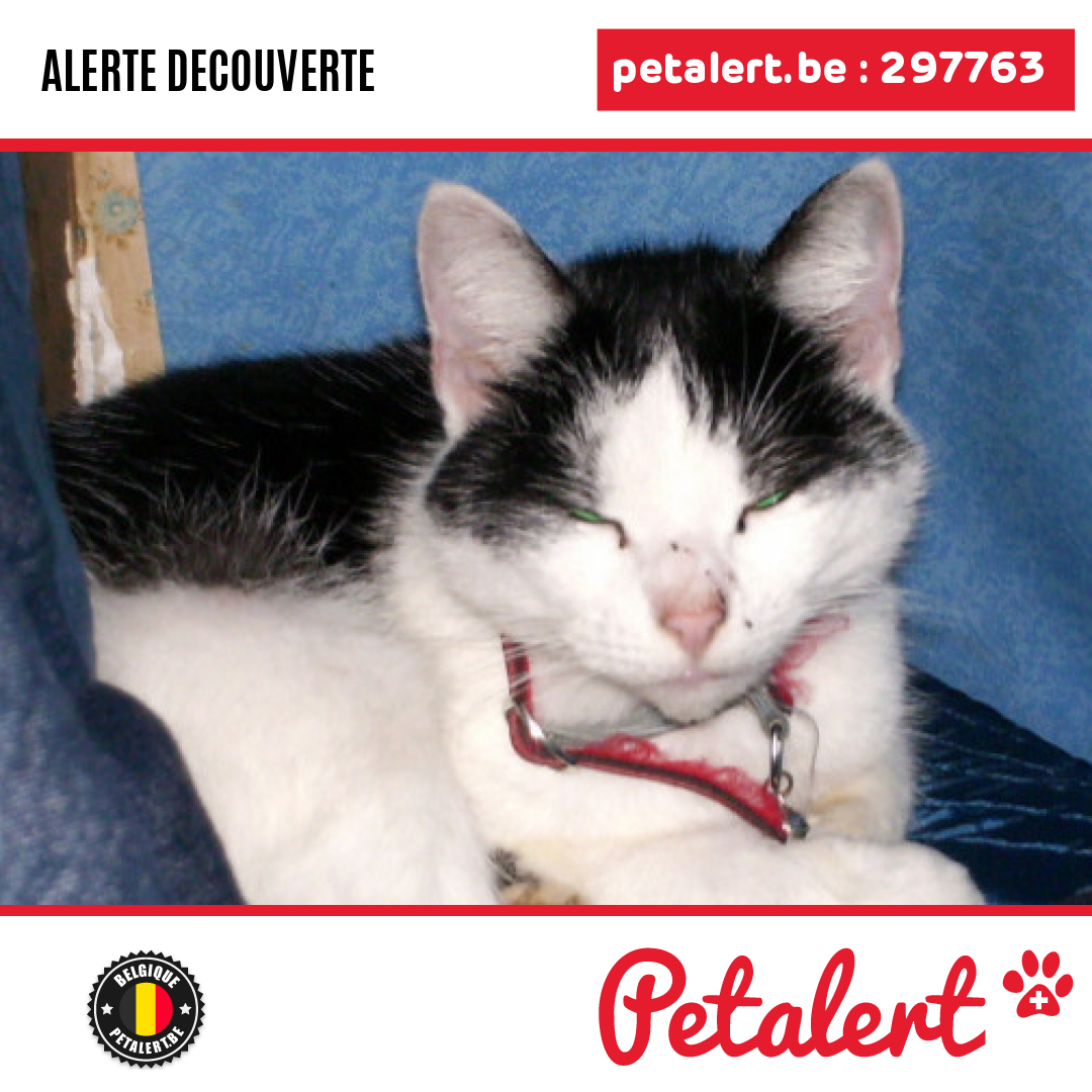 petalert_be's tweet photo. Trouvé #Chat #Hainaut #Mons #Petalert  #PetAlertWHT / https://t.co/eC2uZaDns0 https://t.co/nmPwYXajmG