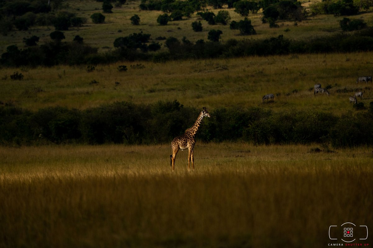 CameraShutterUp's tweet photo. What awesome lighting!!!
What do you think?? 

#safari #wildlife #🦒 #giraffemasai #natgeowild #bbcearth #discoverywild#kilimanjaro #serengetinationalpark #ngorongorocrater #safaritanzania#photooftheday #mylife #mytravelgram #mysafari #yourphotographer #yourshotphotographer #tara https://t.co/pGmpbQuIdl