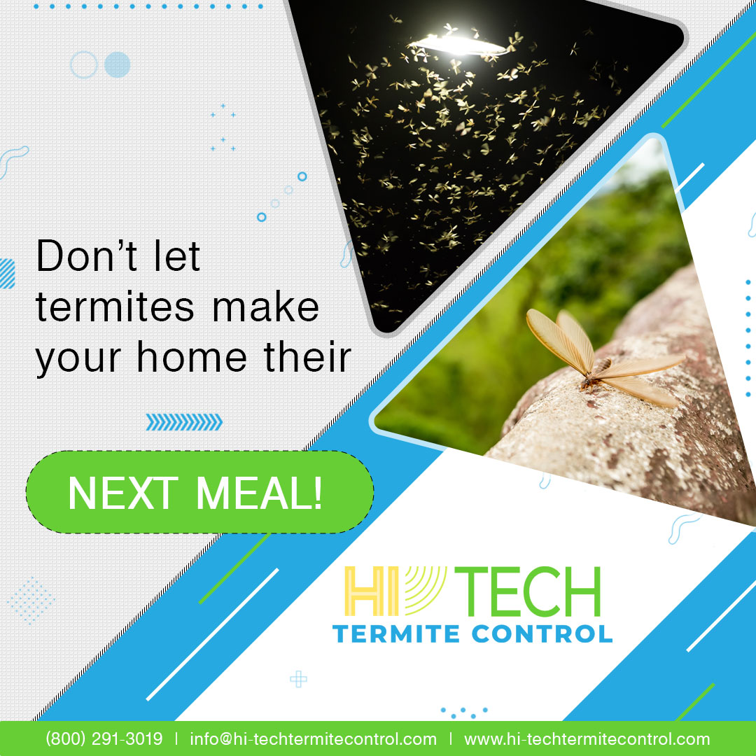 HiTechTermiteCA's tweet photo. A termite swarm occurs when a massive number of winged termites, also known as alates, leave their existing colony to form new ones. The alates will move together in large numbers so they can start to investigate a new home.

#TermiteDamageRepair #FumigationTermiteControl https://t.co/LVCAMsGa63