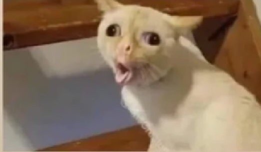 Jaayy's tweet image. Looking for some video editors to expand my content creation team. 

- Space for multiple video editors with room for part-time work
- can either cut or do vfx/subtitles. Flexible work. I want your best
- PAID WORK

Twitter DMs open. Send me your work and @ your youtuber friends.