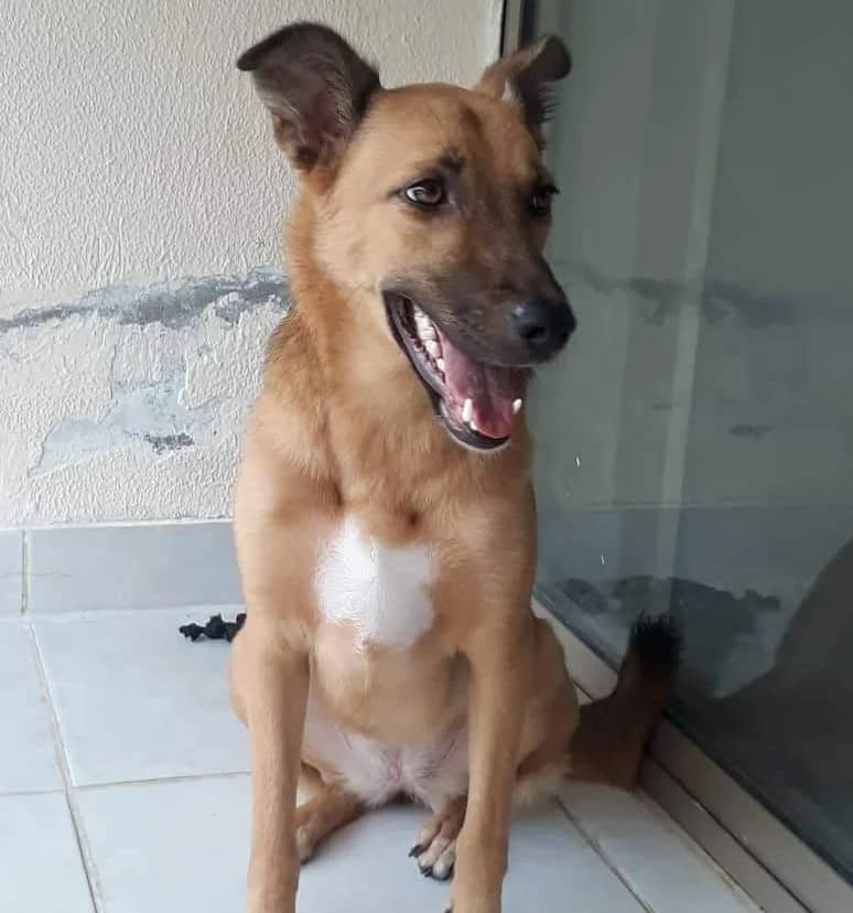 Debbie46317318's tweet photo. All we need is $500...will you be the #hero who takes the fund over the milestone? Every $ saves a life right now. Time runs out on the 15th!
Abandonded #refugees &amp; their #pets face the street tmrw if we dont reach goal! Please support however you can!
https://t.co/UzewhdJJ6M https://t.co/xhs7qEF2wi