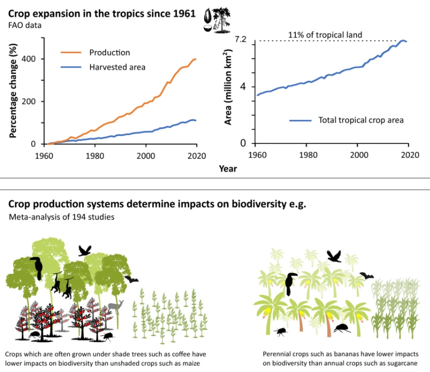 JAppliedEcology's tweet photo. How do different crops and crop production systems impact #biodiversity? New work by @JosephOakley94 &amp; @JEBicknell provides insight into the long-term sustainability of tropical food production. 

Full #OA paper 👉 https://t.co/ISuifYsXqO https://t.co/lagjd7zqoR
