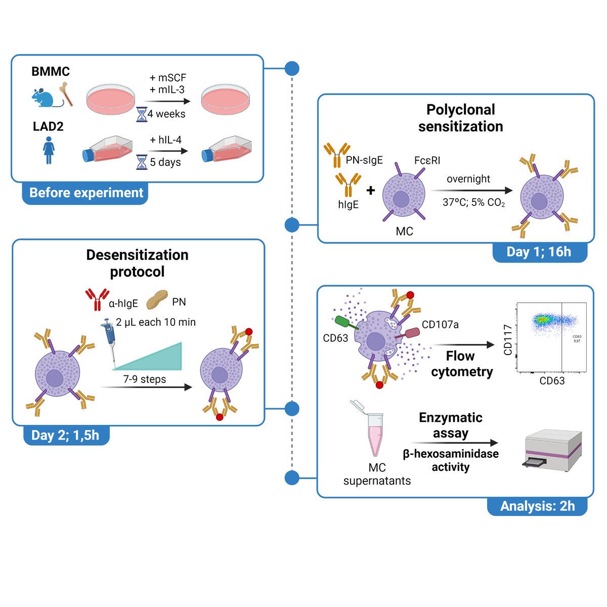 Type 2 Immunity & Allergy Lab (@r_jimenezsaiz) on Twitter photo Our protocol to desensitize #mastcells after polyclonal #IgE #sensitization is available in <a href="/STARProtocols/">STAR Protocols</a>
#IISPrincesa, <a href="/CNB_CSIC/">Centro Nacional de Biotecnología (CSIC)</a> <a href="/UFVinvestiga/">Investigación UFV</a> <a href="/MacDeptMed/">McMaster University Department of Medicine</a> <a href="/SEAIC_Alergia/">SEAIC</a> <a href="/EAACI_JM/">EAACI JM</a> <a href="/MontePerdido31/">Helen Spanish</a>
star-protocols.cell.com/protocols/2067 Our protocol to desensitize #mastcells after polyclonal #IgE #sensitization is available in <a href="/STARProtocols/">STAR Protocols</a>
#IISPrincesa, <a href="/CNB_CSIC/">Centro Nacional de Biotecnología (CSIC)</a> <a href="/UFVinvestiga/">Investigación UFV</a> <a href="/MacDeptMed/">McMaster University Department of Medicine</a> <a href="/SEAIC_Alergia/">SEAIC</a> <a href="/EAACI_JM/">EAACI JM</a> <a href="/MontePerdido31/">Helen Spanish</a>
star-protocols.cell.com/protocols/2067