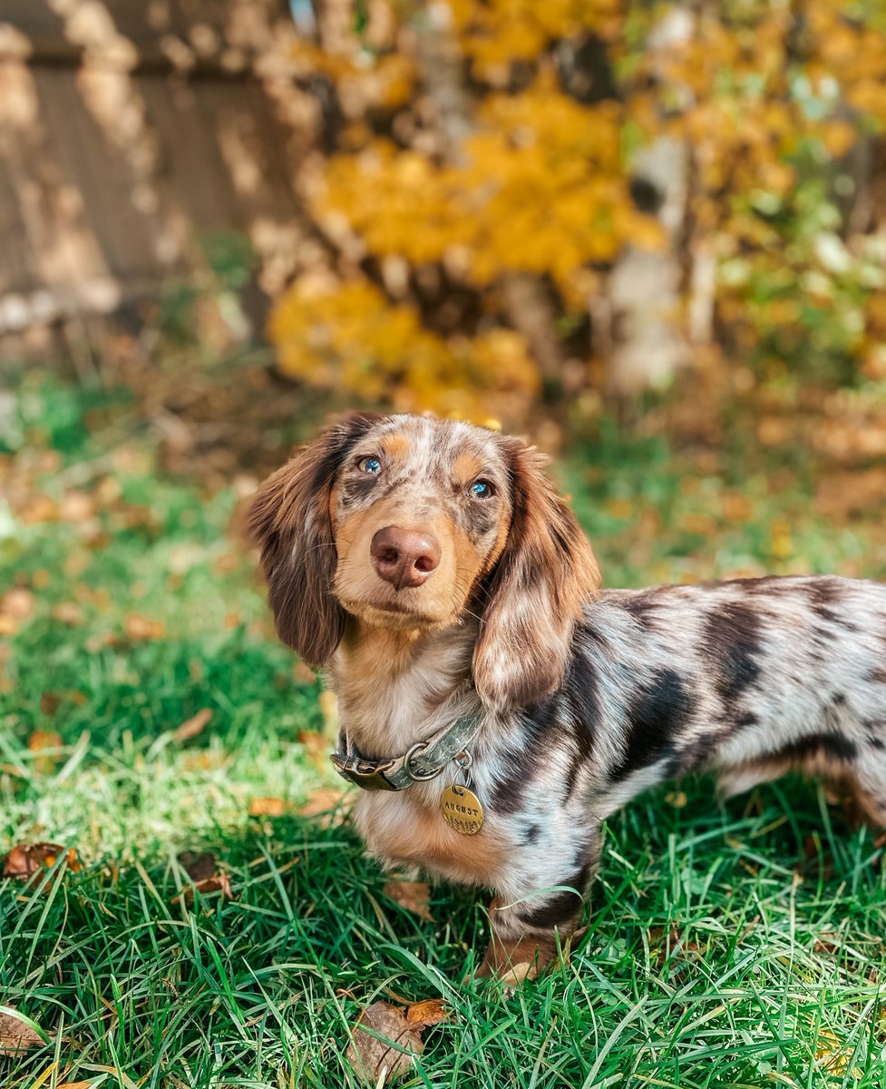 It’s fall, y’all 🍂🙊 #October #DogsofTwittter #Fall