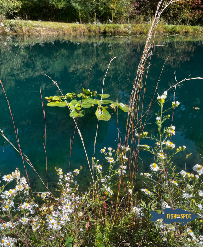 Secluded Pond in Alliance is a private setting loaded with large fish. Check out this well-maintained pond @https://fishmyspot.com/pond-details/6255a954-65ad-4f6a-9bed-d6c7025576c6 
#fishmyspot #gofishing #gofish #fishon #privatefishing #fishing #fishingislife #largemouth #bass