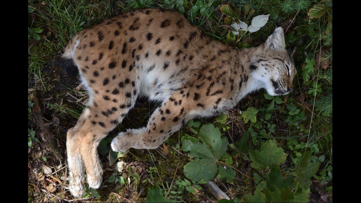 CentreAthenas's tweet photo. La femelle lynx trouvée à Mouthe (25) mi septembre a bien été victime de braconnage. L’OFB  enquête et le pôle judiciaire régional  s’est saisi de l’affaire. @CentreAthenas porte plainte et vous invite à communiquer toute information. balancetonbraco@athenas.fr 
#balancetonbraco https://t.co/7gYjR4tcC3