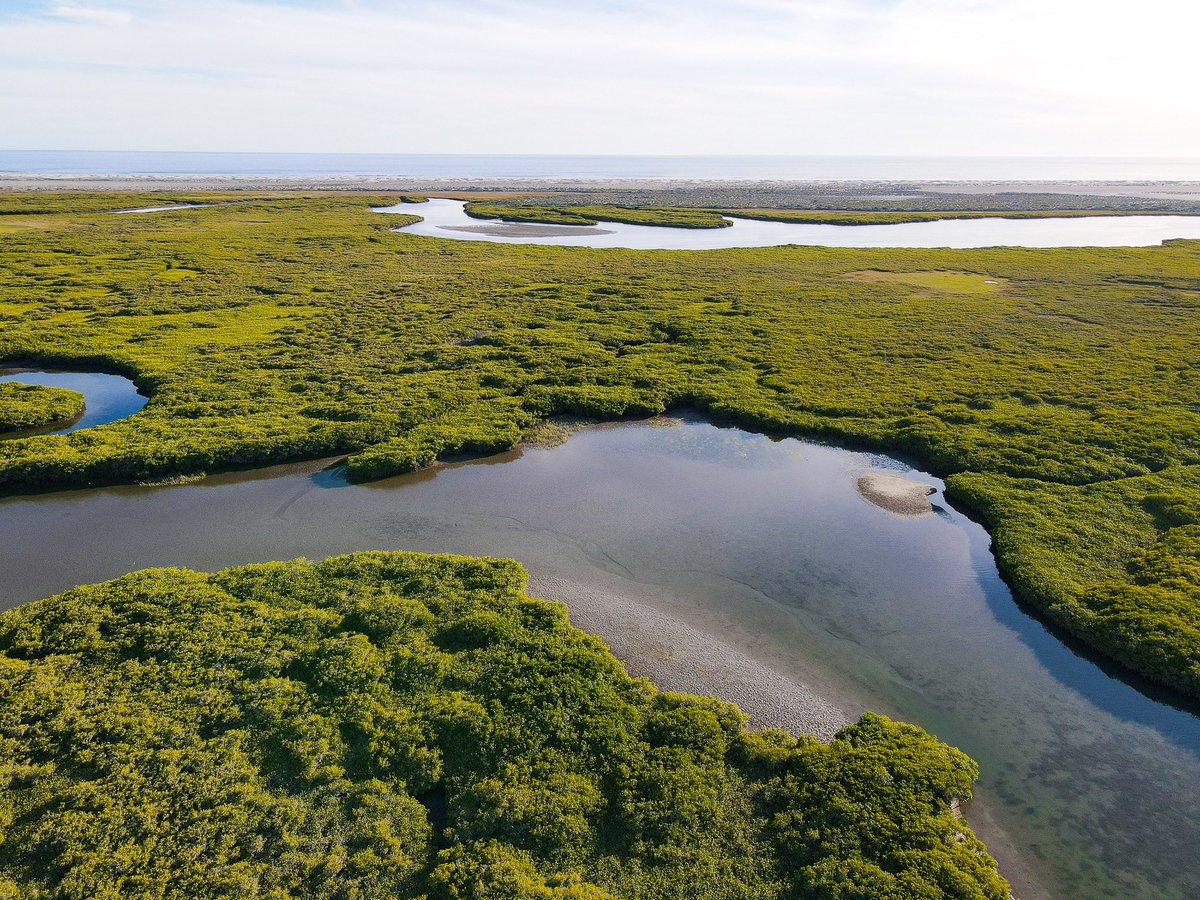 Estamos emocionados de ser parte del 2nd Congreso de Manglares de las Américas en Mérida, Yucatán, y de tener la oportunidad de compartir actualizaciones sobre conservación de #carbonoazul y #manglares y la importancia de las soluciones #naturales para combatir  #cambioclimático.