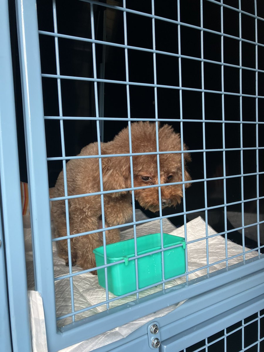 dlpettransport's tweet photo. We had the pleasure of transporting these 2 gorgeous dogs that flew in from China 🇨🇳 to Frankfurt in Germany 🇩🇪 to be reunited with there Owners in Aberdeen in Scotland 🏴󠁧󠁢󠁳󠁣󠁴󠁿 and Dublin In Ireland     🇮🇪 
#reunited  #relocation #homeatlast  #petlovers #china #aberdeen #dublin https://t.co/iq9XJgiB0N