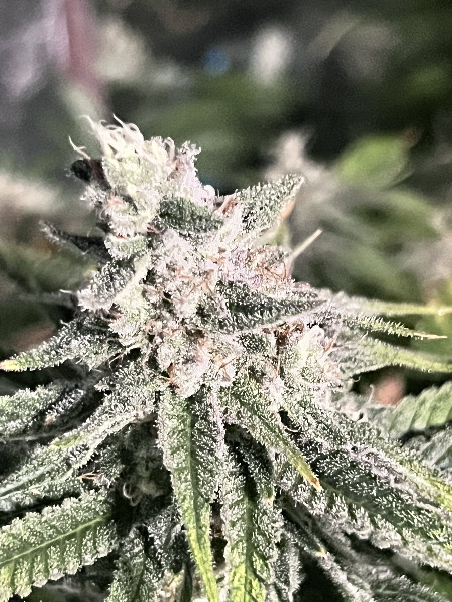 hou_Grow's tweet photo. It’s almost harvest time. #girlscoutCookies #autoflower these kolas are top heavy https://t.co/0jUdz4ZIRt