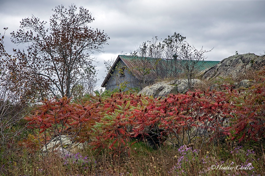 heathercards's tweet photo. #ChickPicotheDay (Day 3,971)
Hide and Seek. Peeking out from behind the Sumac trees.
#Tweedness #HastingsCounty #Sumac #SteelRoof #Barn #HeatherCardlePhotographer #FollowMe #Autumn https://t.co/Er79jjRbKu