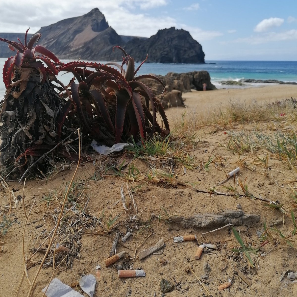 MARE_Madeira's tweet photo. Day 2: Monitoring marine non-indigenous species and more marine litter sampling.
#oceanlit #implamac #DRAAC #arditi @MARE_centre @IMPLAMAC #PortoSanto https://t.co/8QoeMVe3Mz