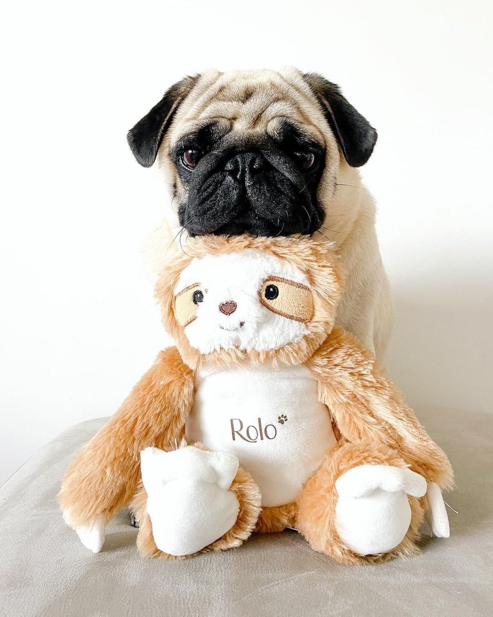 My Best friend 🥰😂
.
.
#pugs #puglife #puppylove #dogsoftwitter