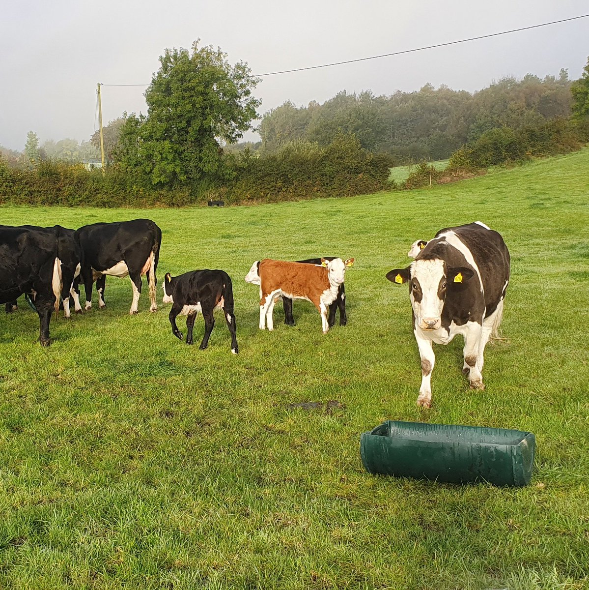 Paddy61 Paraban tweet media