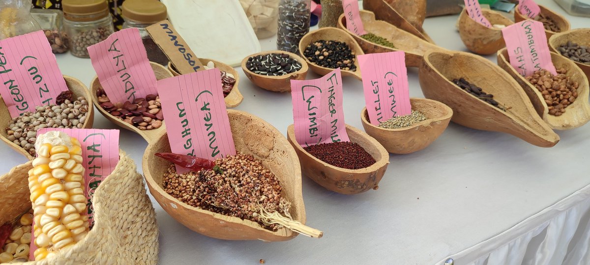 MitiAlliance's tweet photo. Day 3 #FinalDay 

The Indigenous Seeds &amp; Food Culture Harvest Fair at @museumsofkenya

 SEED AND RESILIENCE OF COMMUNITIES TO CLIMATE CHANGE

 @BIBA_Kenya
@routetofood @hivosroea @ISFAAKE

#IndigenousSeed #CultureHarvestFair #WorldFoodDay2022 #governance #Africa #foodsecurity https://t.co/SRzWZefRZp