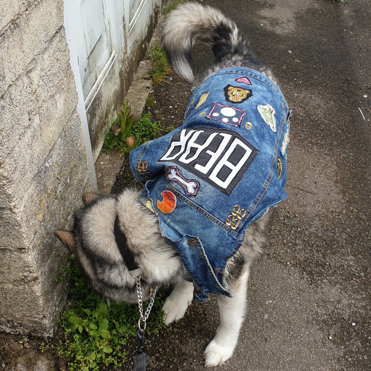 butterstattoo's tweet photo. Winter coats or winter battlejackets? 🤔 😎
#metal #dog #battlevest https://t.co/TT4sdRrNPA