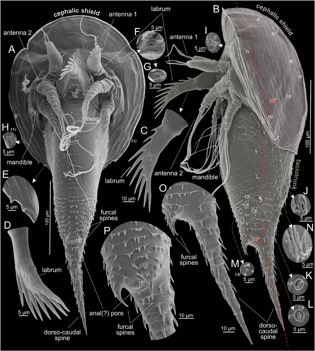 Species Diversity tweet media