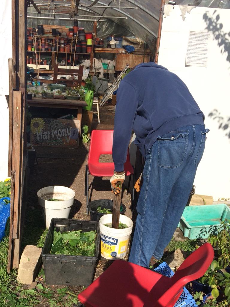 HarmonyGG's tweet photo. Have you ever smelt comfrey fertiliser? If not, you're in for a treat! 😅😷 It might not be pleasant to human noses but the plants love it. This week, we harvested our comfrey leaves and made four buckets of fertiliser! https://t.co/q2wrGw8ahl
