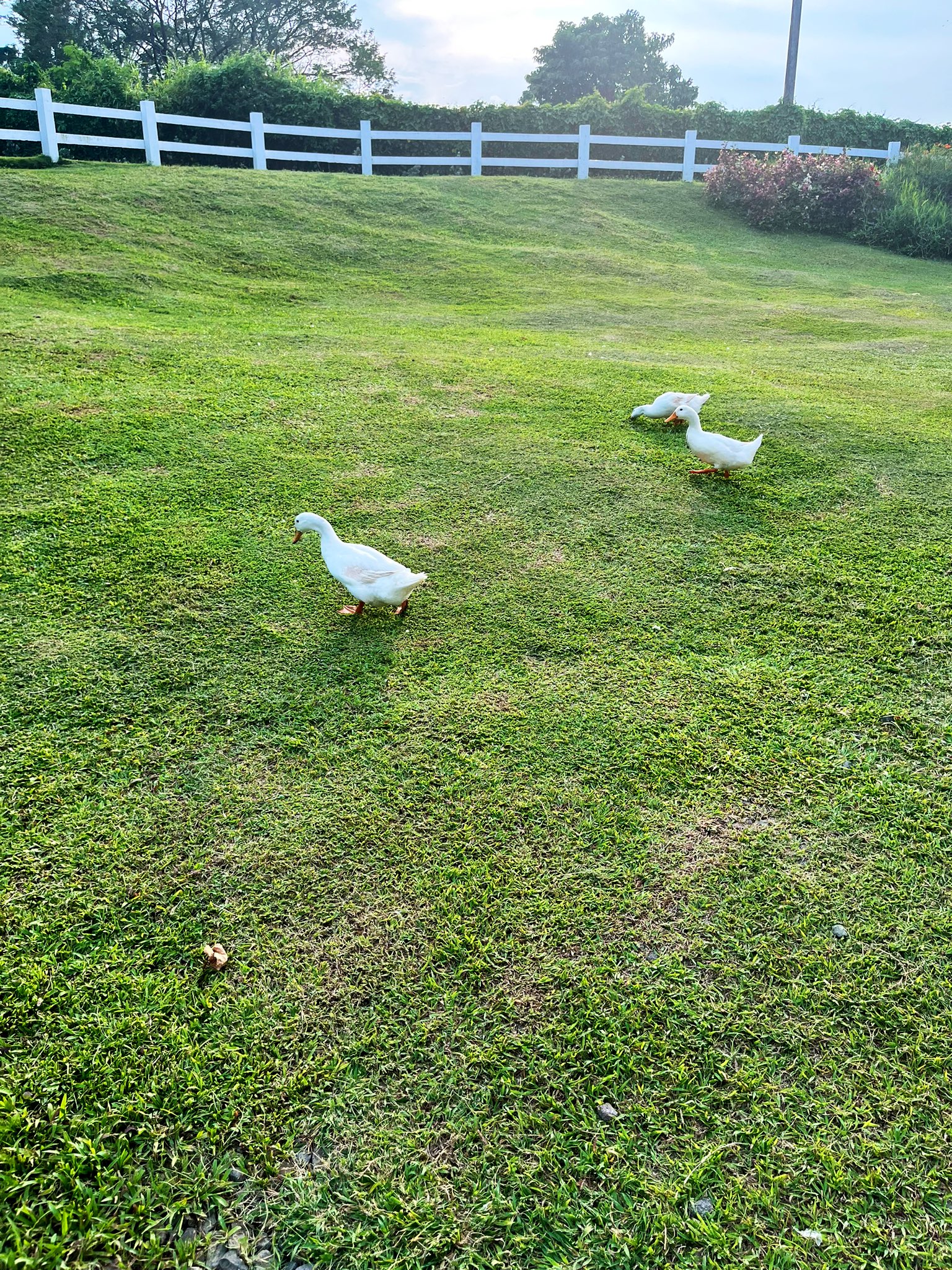 Aria On Twitter I SAW FARM ANIMALS DUCKS TODAY Https t co aria-on-twitter-i-saw-farm-animals-ducks-today-https-t-co