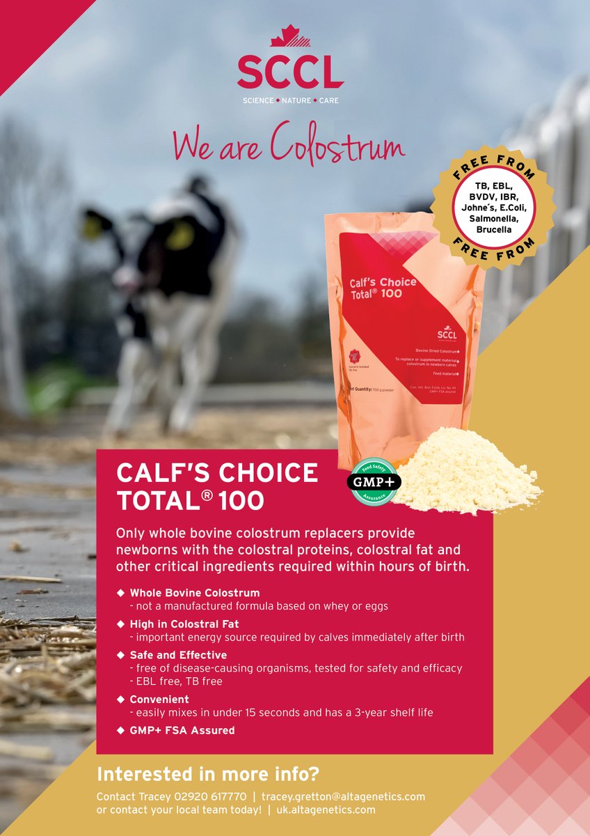 AltaGeneticsUK's tweet photo. “We've been using CCT on our replacement heifer calves for 10 years. The results speak for themselves, calves are brighter, stronger and get going quicker. Noting the difference in health between the dairy replacements and beef calves, we now feed CCT to all beef calves" https://t.co/DebPI4F4ec