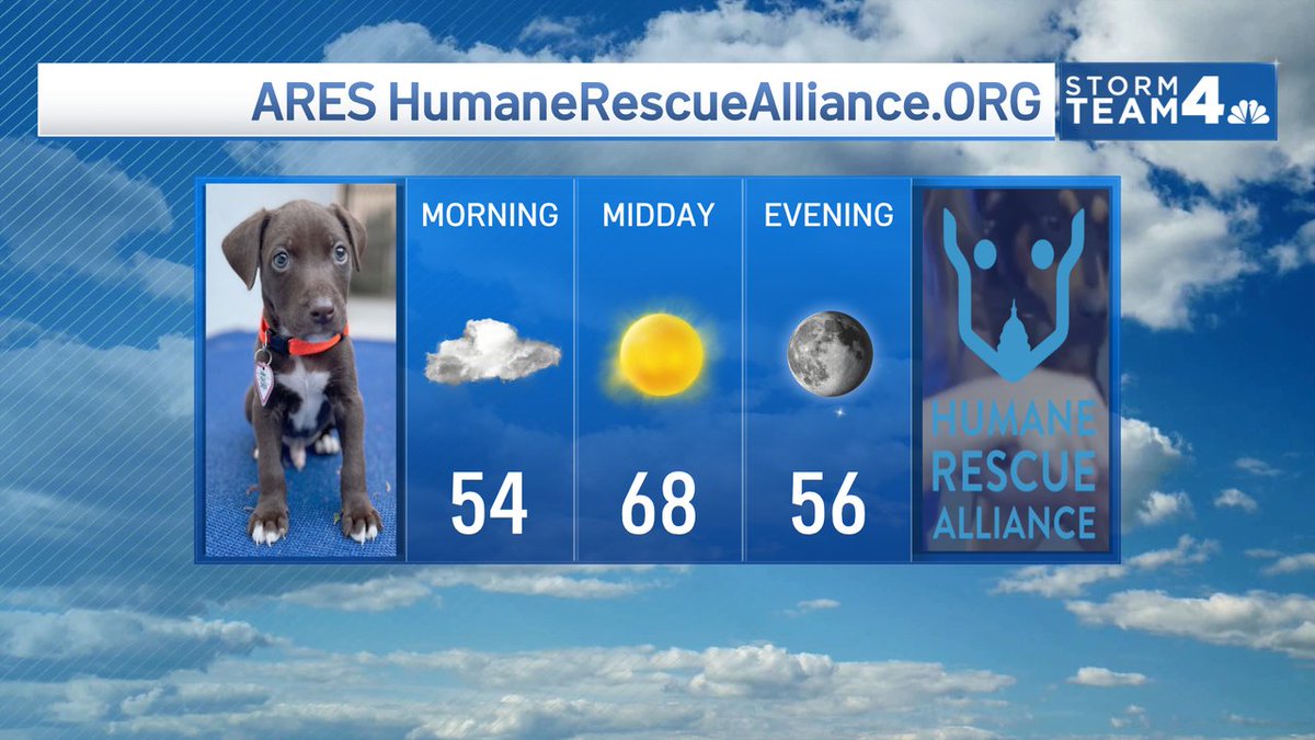 ChuckBell4's tweet photo. Ares may have been the Greek God of War long ago, but now he is just an adorable little puppy looking for a forever family to share his adventures with. Maybe, that's your family. Start the #PetAdoption process at https://t.co/YnPlRnjZdm Perfect walking weather today. https://t.co/0A8DHavQ0K