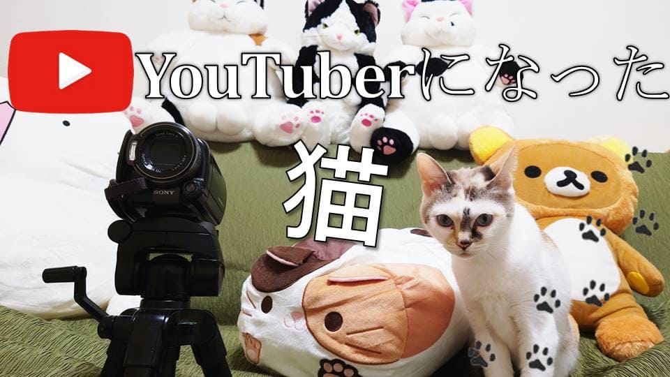 cat_yotuber's tweet photo. 本日18時よりYouTubeに猫さんとひろゆきのディベート対決を投稿！😺🐶

「犬派or猫派」というテーマでひろゆきをKOなるか！

過去の動画も是非みてニャ～😺

https://t.co/EExIGRNUsg

#ひろゆき #ひろゆきメーカー #猫好きさんと繋がりたい #ユーチューブ #論破 #猫動画 #猫の居る暮らし #ABEMA https://t.co/CuWloKF1uP