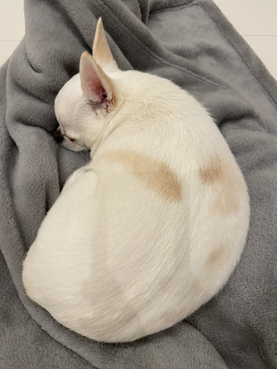 chiwawanoDON's tweet photo. 全日���まるい犬選手権があったら出場したいフォルム https://t.co/u7FUtOSlYw