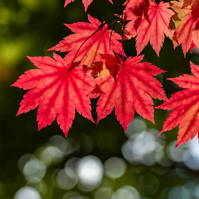 nationaltrust's tweet photo. Escape into autumn to see nature winding down and let its wonder lift you up. Don’t forget to share your photos and videos with #EveryoneNeedsNature. https://t.co/s3QQH51c2g