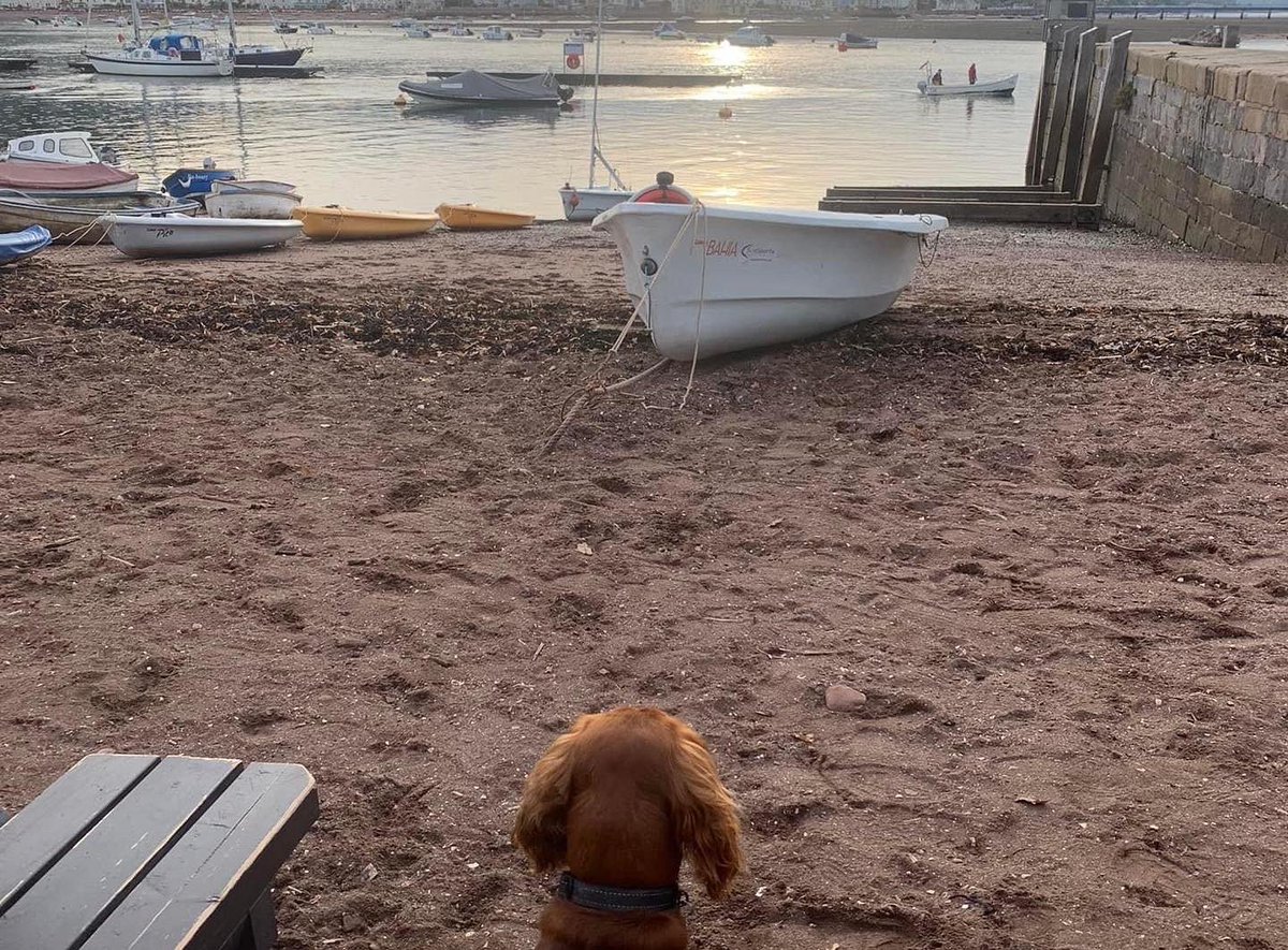 spgalea's tweet photo. 📸 from a productive/enjoyable day in Teignmouth-Shaldon🏴, perfect places for a creative/outdoorsy working holiday with my #CCT🐢 Chair. When you work remotely, it’s great to get together & work on a new strategy in person, pre-Board meeting. Esp. coz #DigbyDog🐶 can come too!❤️ https://t.co/2bIPkKOfSM