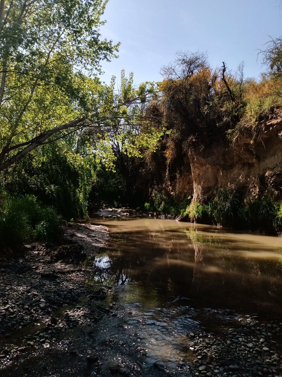 GustavoChiang's tweet photo. Dia 3. El río Mapocho después de recorrer Santiago, a la altura de Pudahuel, pocos peces, mucha basura, ranas africanas y la conductividad por las mubes.,.@MauroCarter  @paulybc https://t.co/9Fjl2faMtd
