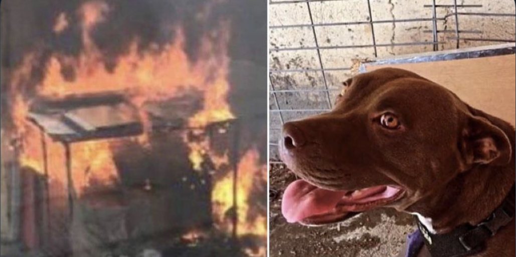 Alt tarafı bir çiçek koklayıp, bir hayvan sahiplenip, birkaç insan tanıyıp, sevip gidecektik bu dünyadan. Nasıl kötü bir zamana denk geldi ömrümüz...
VİCDANSIZLARIN, SAPIKLARIN, KATİLLERİN, NEFRETİN, CEHALETİN ortasına düştük!

#seferihisardakatilvar #KöpekleriToplayın 

#Şila😔