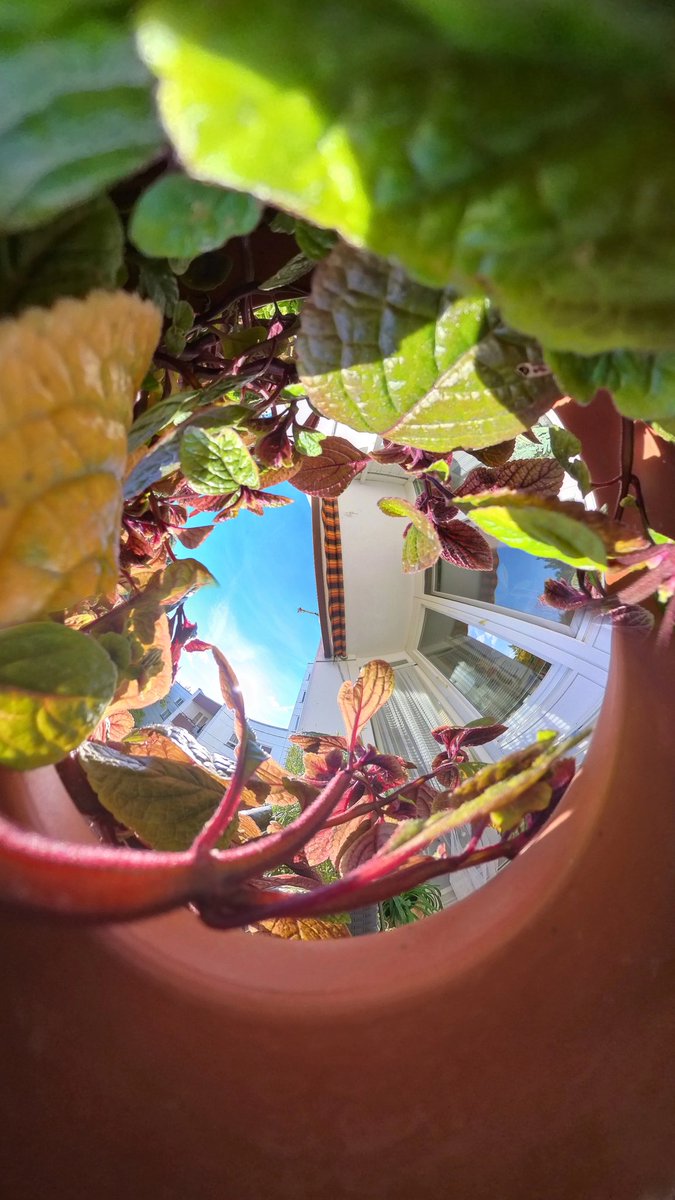 AutorSNiedlich's tweet photo. Wer sich schon mal gefragt hat, was die Perspektive eines Insekts im Blumentopf auf dem Balkon ist...
#insta360x3 #insta360 #tinyplanet #invertedtinyplanet #plants #balcony #360camera https://t.co/lyUgkai0Te