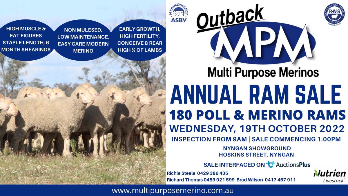 Richie Steele - Outback MPM (@outbackmpm) on Twitter photo 🐑🐑We are on for next Wednesday 19th October at Nyngan Showground. 🐑🐑
Rain, hail, shine… or flood - it’s on! 🥴☀️☀️🤞
Inspections from 9am, with the Sale commencing at 1pm. 
180 top quality MPM rams up for Auction. 🐑🐑We are on for next Wednesday 19th October at Nyngan Showground. 🐑🐑
Rain, hail, shine… or flood - it’s on! 🥴☀️☀️🤞
Inspections from 9am, with the Sale commencing at 1pm. 
180 top quality MPM rams up for Auction.