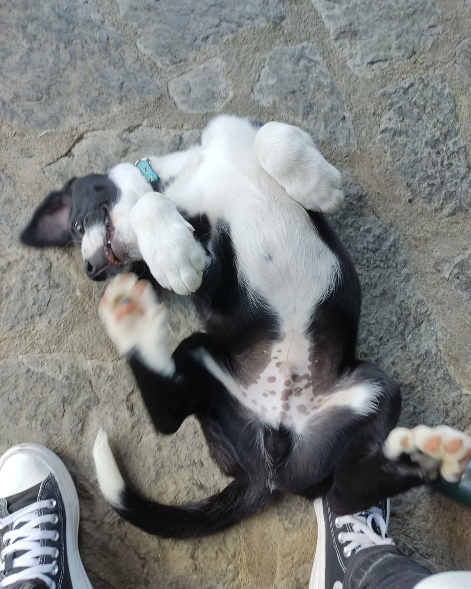 arratepedraza's tweet photo. keiñu🐾🐾🐾🐾🐾🐾🐾🐾🐾🐾🐾 https://t.co/yqCz1ASFyt