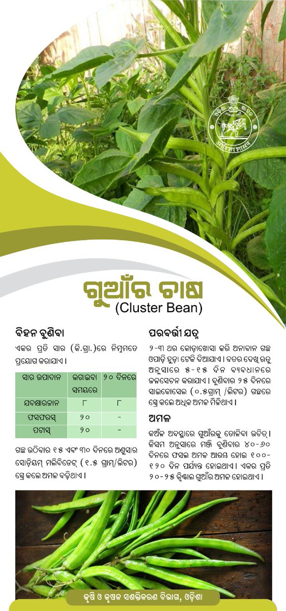 krushibibhag's tweet photo. #ଗୁଆଁର_ଚାଷ ପାଇଁ ଉନ୍ନତ #ବିହନ କିସମ ଓ ସମୟ ଅନୁଯାୟୀ କୋଡ଼ାଖୁସା ଦ୍ୱାରା ଭଲ ଅମଳ ମିଳିବା ସହ #ଚାଷୀର ଆର୍ଥିକ ମାନଦଣ୍ଡ ବୃଦ୍ଧି ପାଇବ | @OdishaSecretary #Clusterbean #Odisha #OdishaFarmers https://t.co/BiRf4kn9Pn