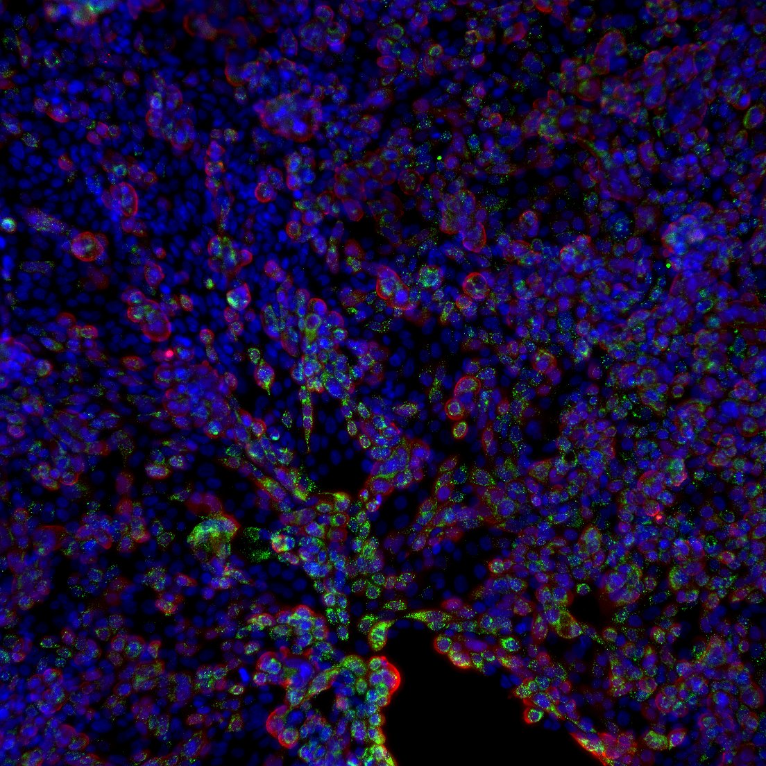 NeoVirTech tweet media