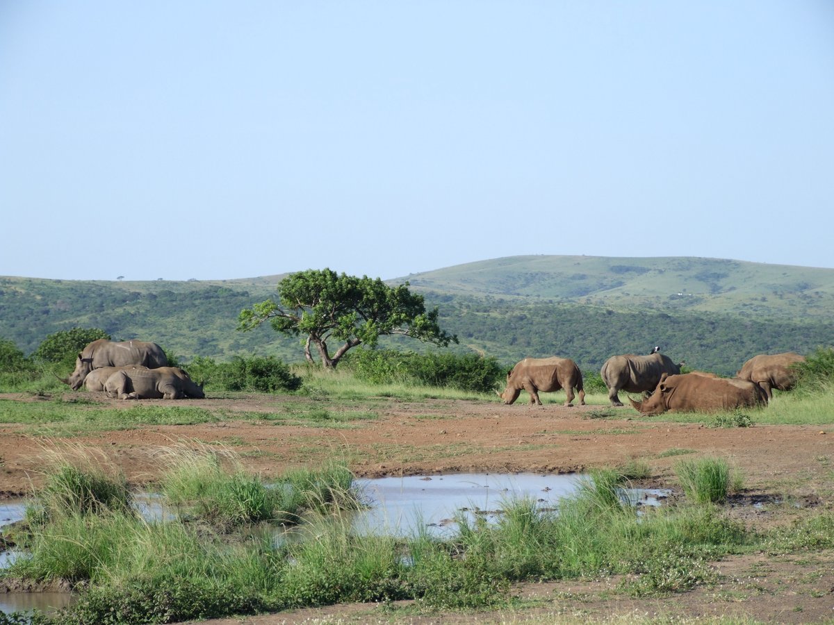 SafariKZNMark's tweet photo. A short #Safari story for #RhinoFriday. As covid symptoms linger on my mind has wondered back to my happy places. Tranquil scenes, joys of a crash, fascination &amp; inner pleasure that we all should experience.   #Travel #rhinos #wildlife  #holidays  #SouthAfrica @hodilu @KP24 https://t.co/1XV6yf9tEE