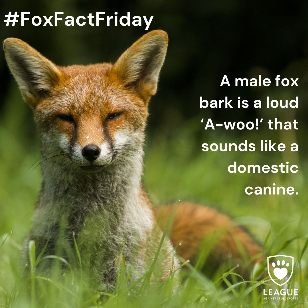 LeagueACS's tweet photo. Tell us a time where you heard a fox bark?
Download our #FoxFacemask with your little ones and give it a go: https://t.co/YORLX8G6dP
#FoxFactFriday https://t.co/siTSrYif8N