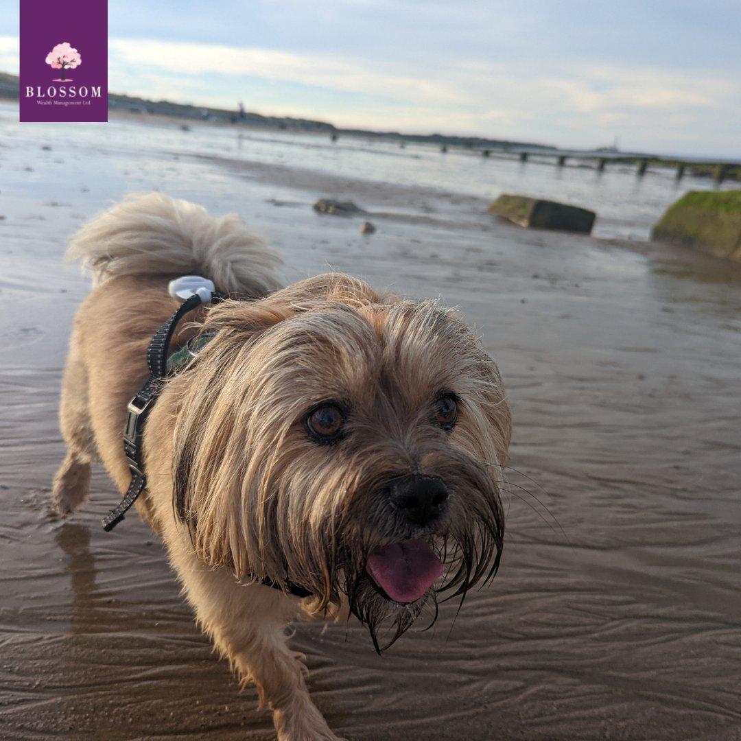 blossomwealth's tweet photo. Meet Cookie, this is her first day at the beach!

#Blossomwealth #Dog #happydog #financialplanning https://t.co/pqaZ8g3kCg