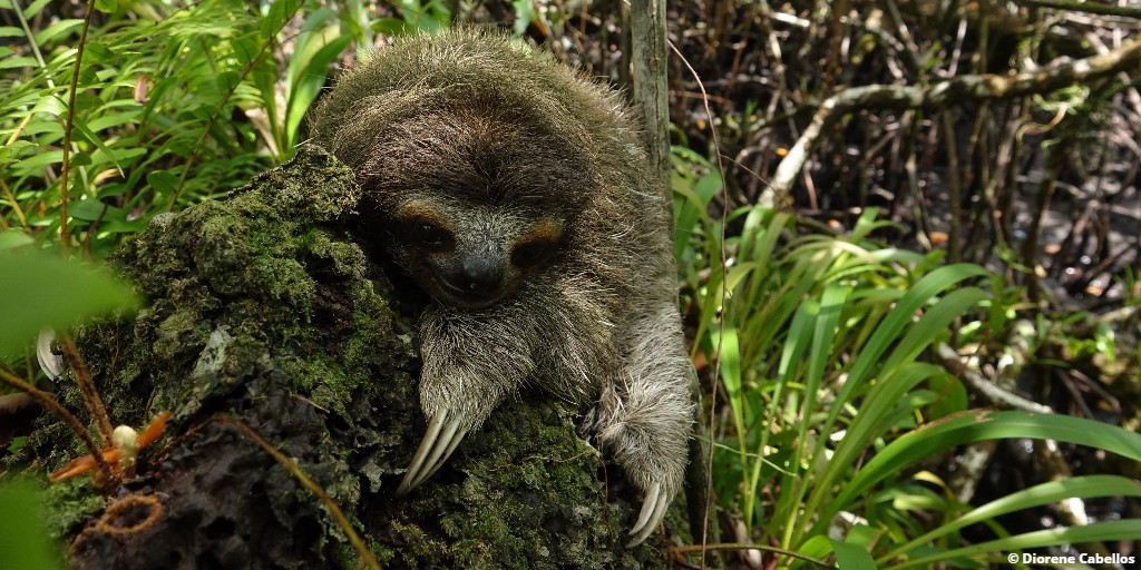 EDGEofExistence's tweet photo. Next in #15FootstepsForward is the 2014 discovery of a range extension for the pygmy three-toed sloth!
Fellow Diorene Cabellos, who was a part of this discovery, is recognised as a champion for the pygmy sloth.
Head to our Facebook page to learn more https://t.co/4ADT1z0XyM https://t.co/linFN1QM9V