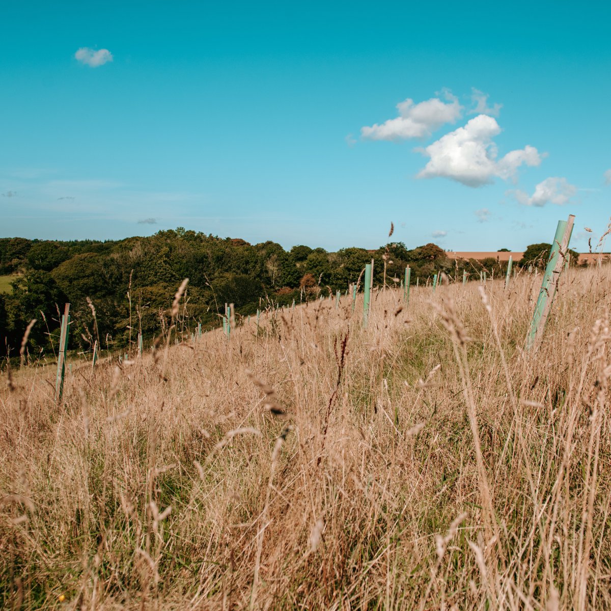 ruggedinteract's tweet photo. In September, our partners and customers helped us plant 61 trees! 🌳 

Giving us a running total of 441 glorious greens planted. 

We work with #PlantOneCornwall to plant a tree for every Rugged product purchased to lower our carbon footprint. https://t.co/OvcuHbYUKC