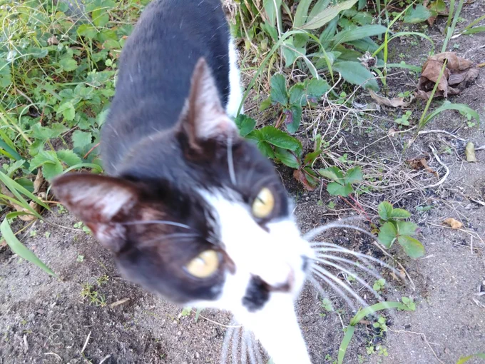 じっとして猫 