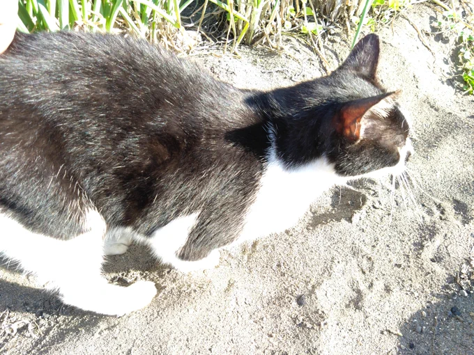 じっとして猫 